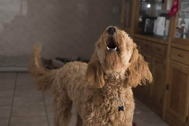 Chien troubles du comportement La Rochelle Rochefort