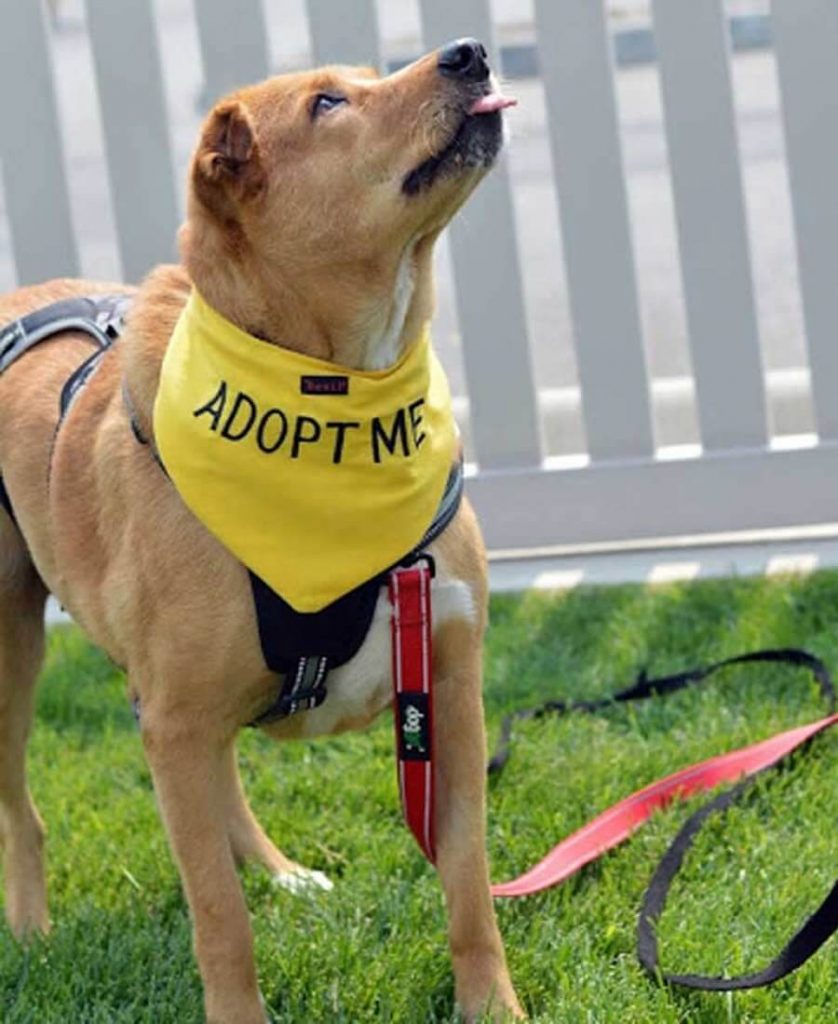 Conseils pré-adoption essentiels pour chiots et chiens La Rochelle Rochefort