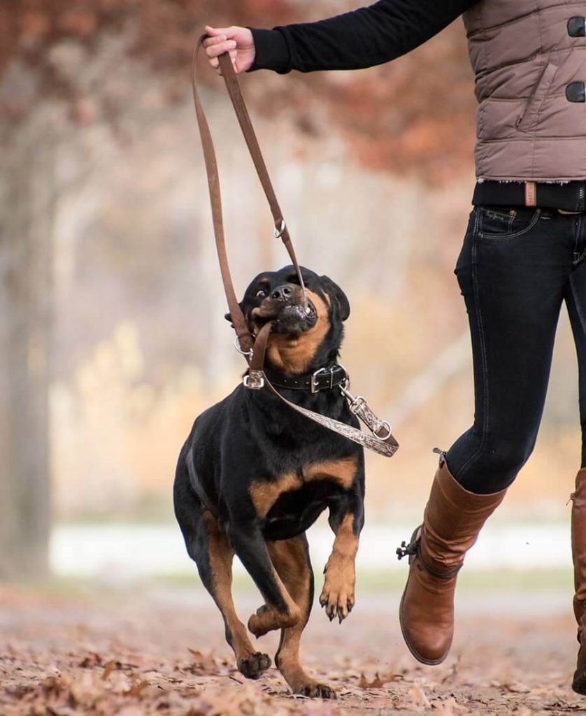Education canine La Rochelle - Rochefort Canis Humanus